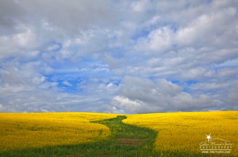 Canola field and clouds in Alberta, Canada
